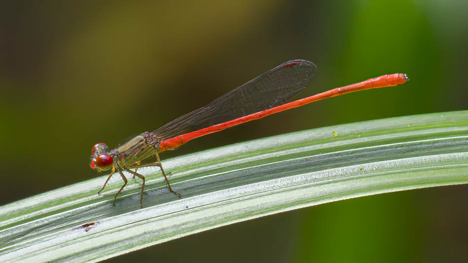 Telebasis digiticollis (Marsh Firetail) male-2.jpg